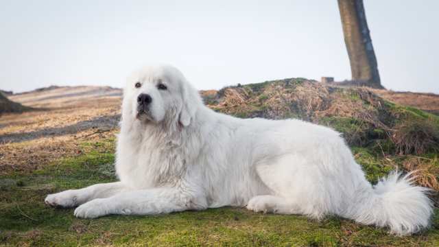 Polish Tatra Sheepdog