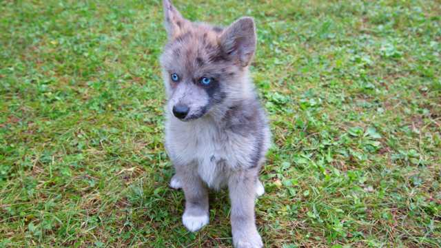 Pomsky