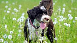 Portuguese Water Dog Grooming