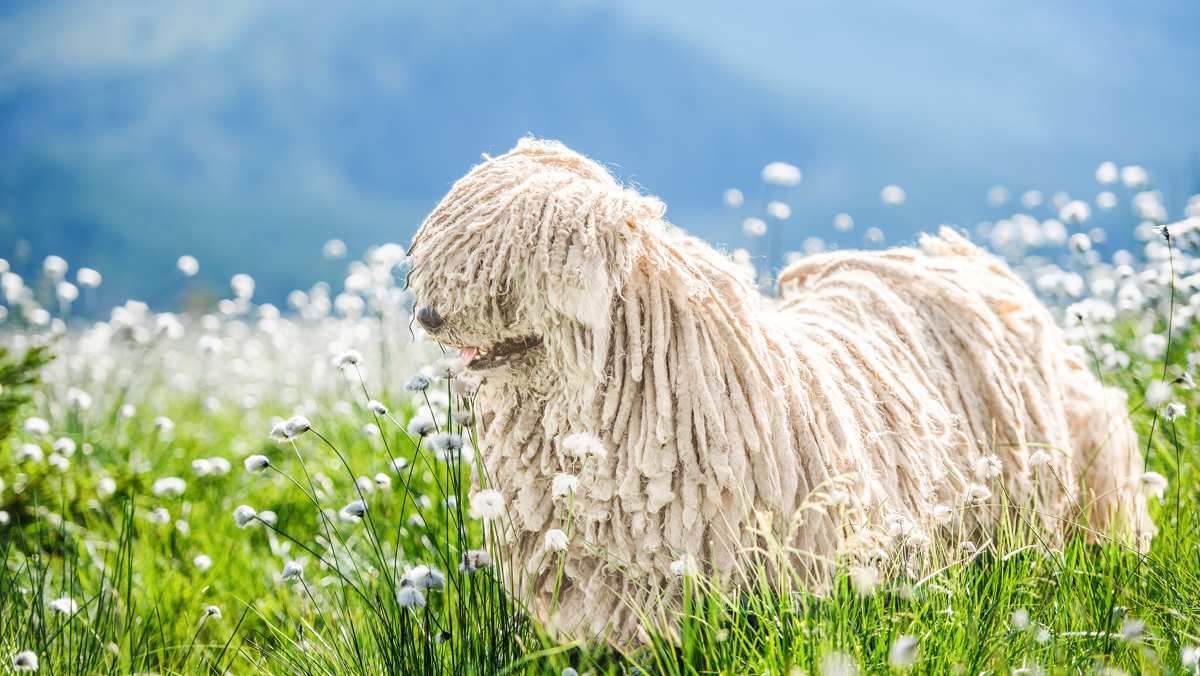 Puli Dog in Mountains