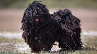 Black Colored Dogs