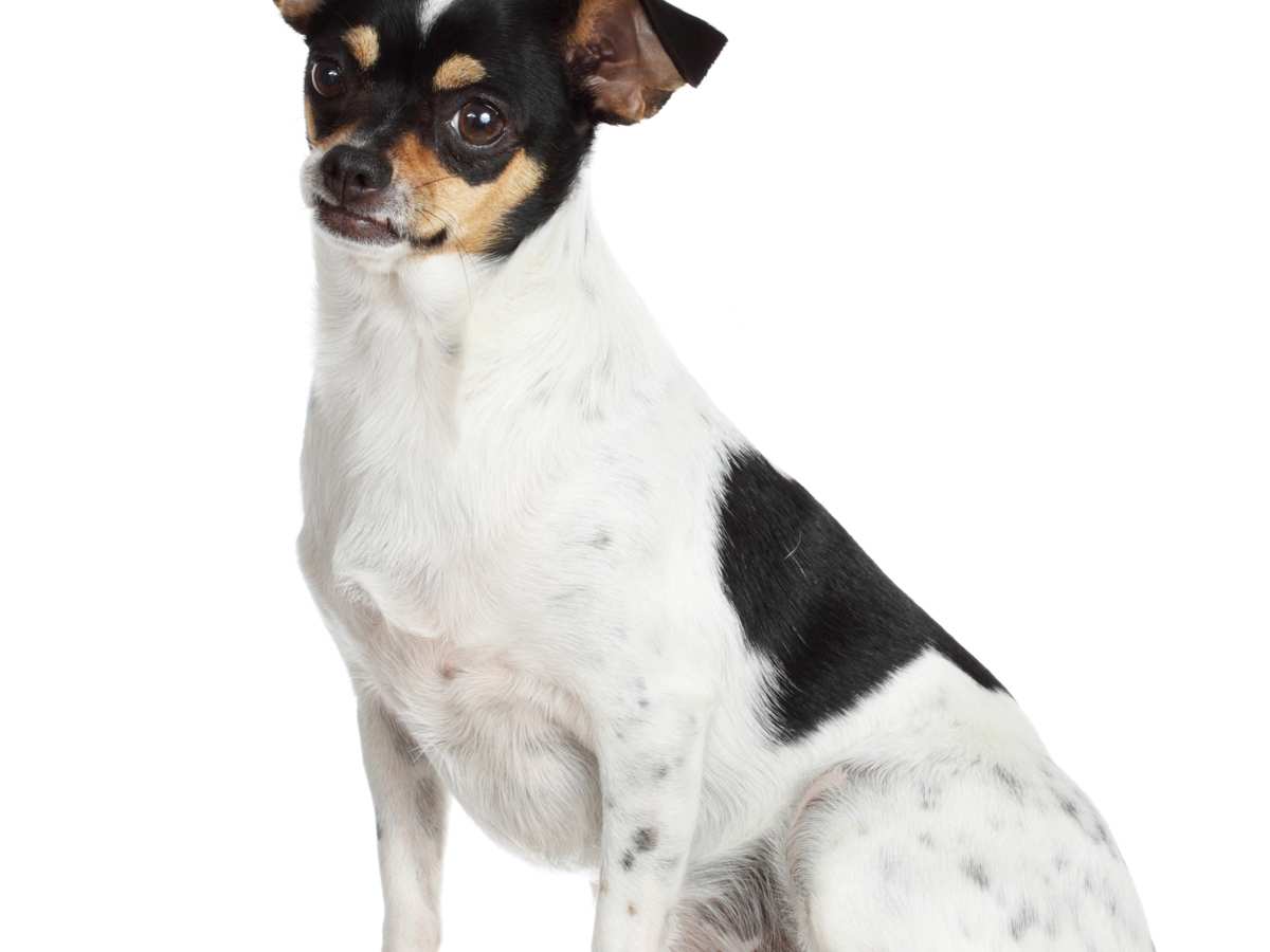 Rat terrier best sale chihuahua mix dog