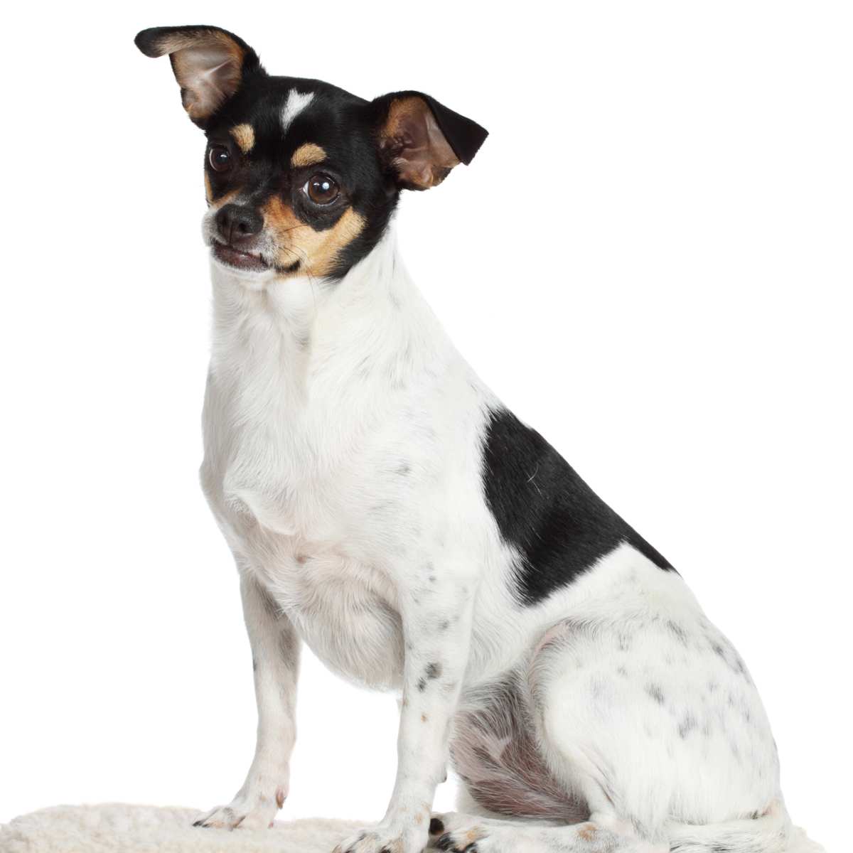 Rat terrier store chihuahua mix weight