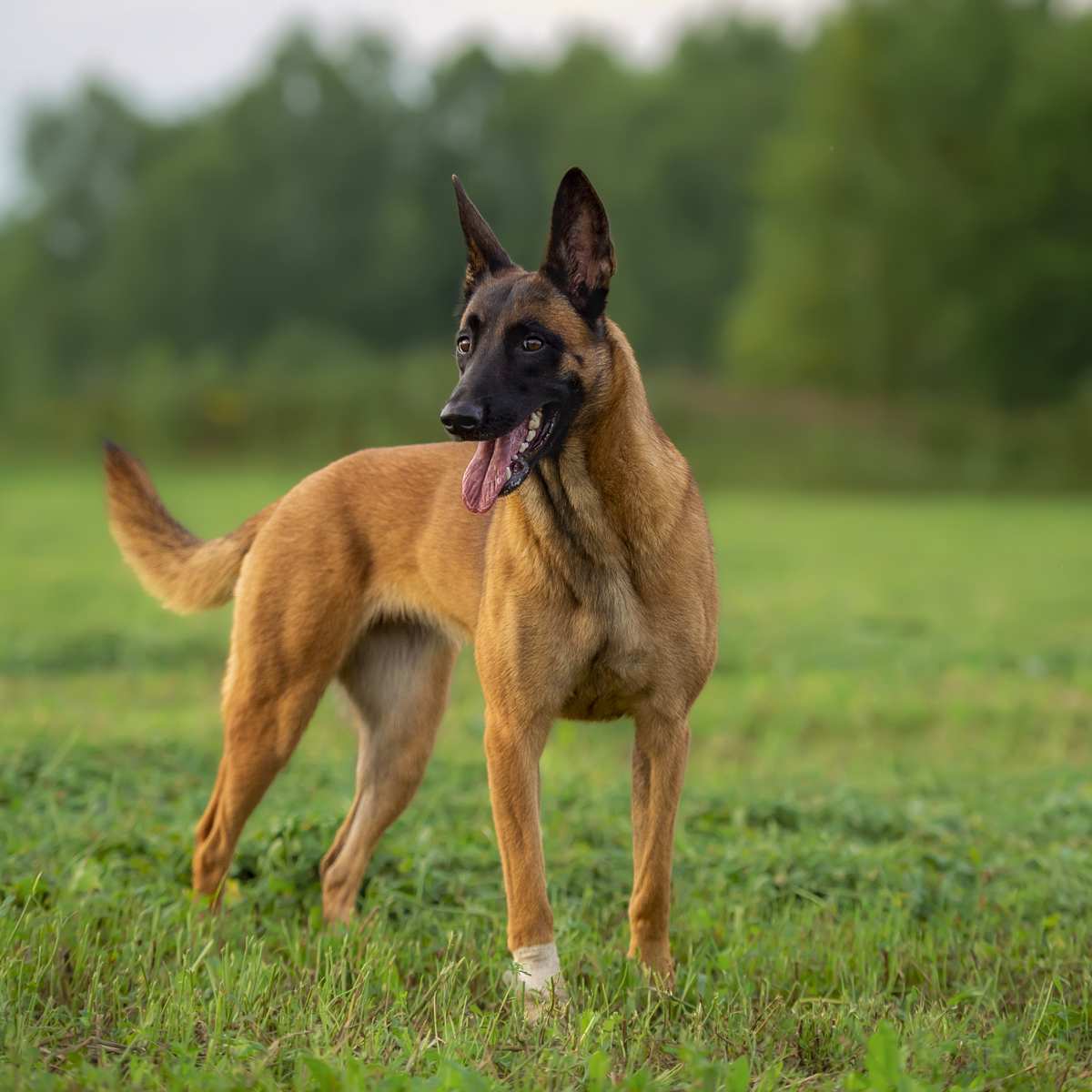 Belgian Malinois Grooming How to Groom A Belgian Malinois