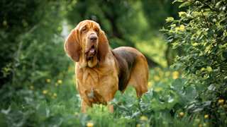 Bloodhound Grooming