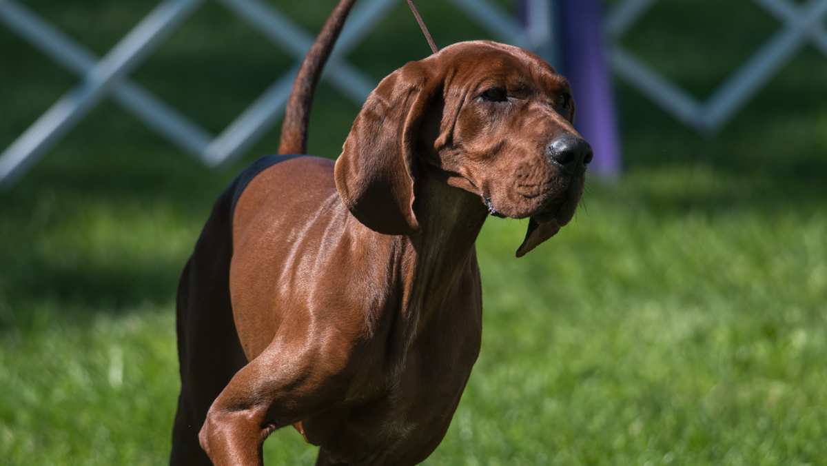 Redbone Coonhound