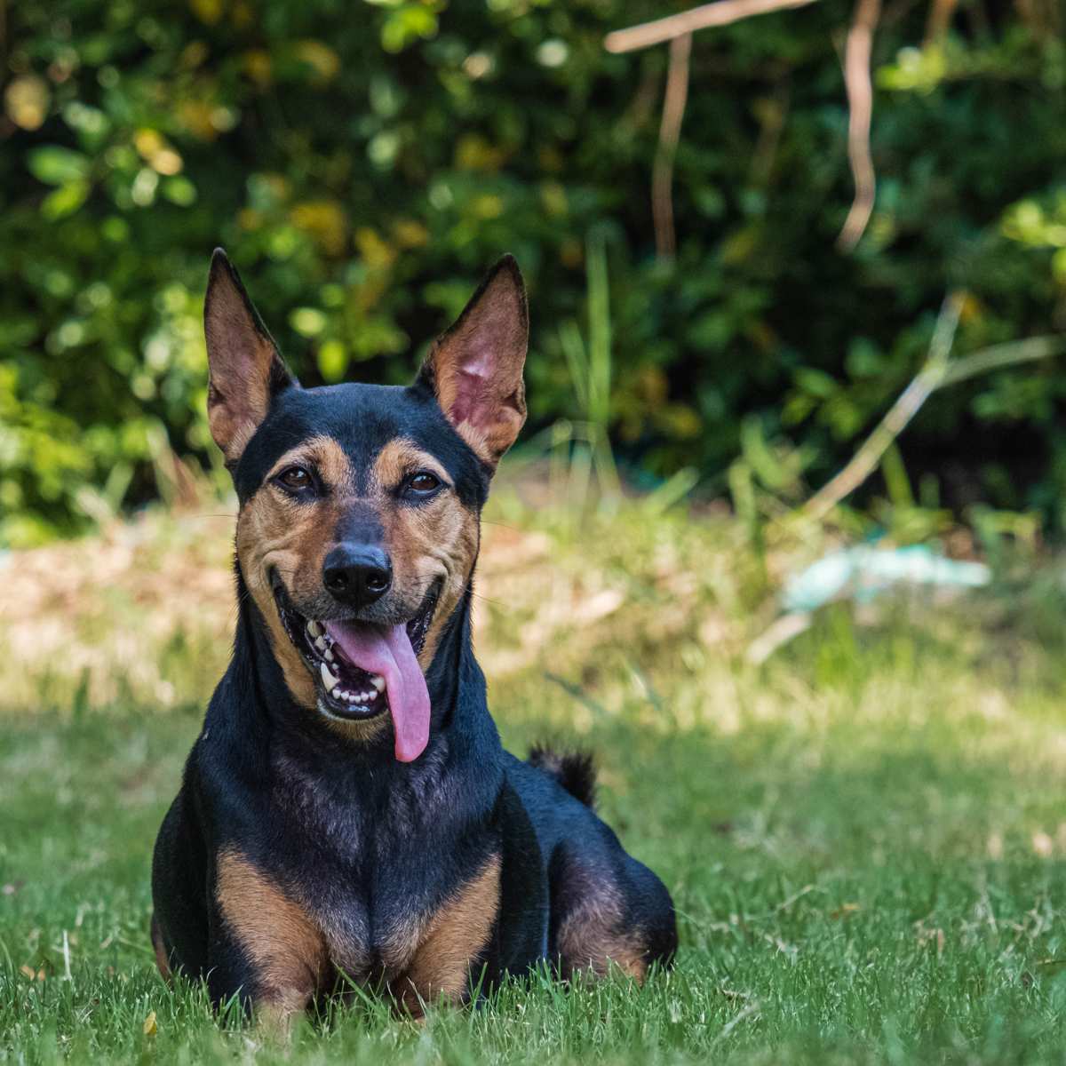 Doberman Puppy Doberman Pinscher Mixed With Rottweiler Rottweiler