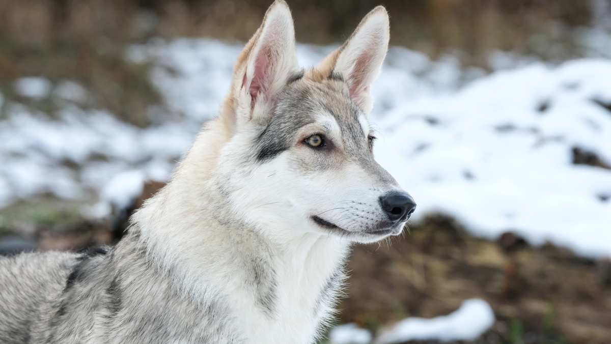 Saarloos Wolfdog