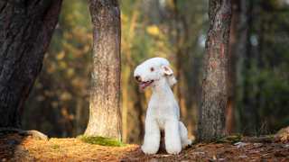Bedlington Terrier Grooming