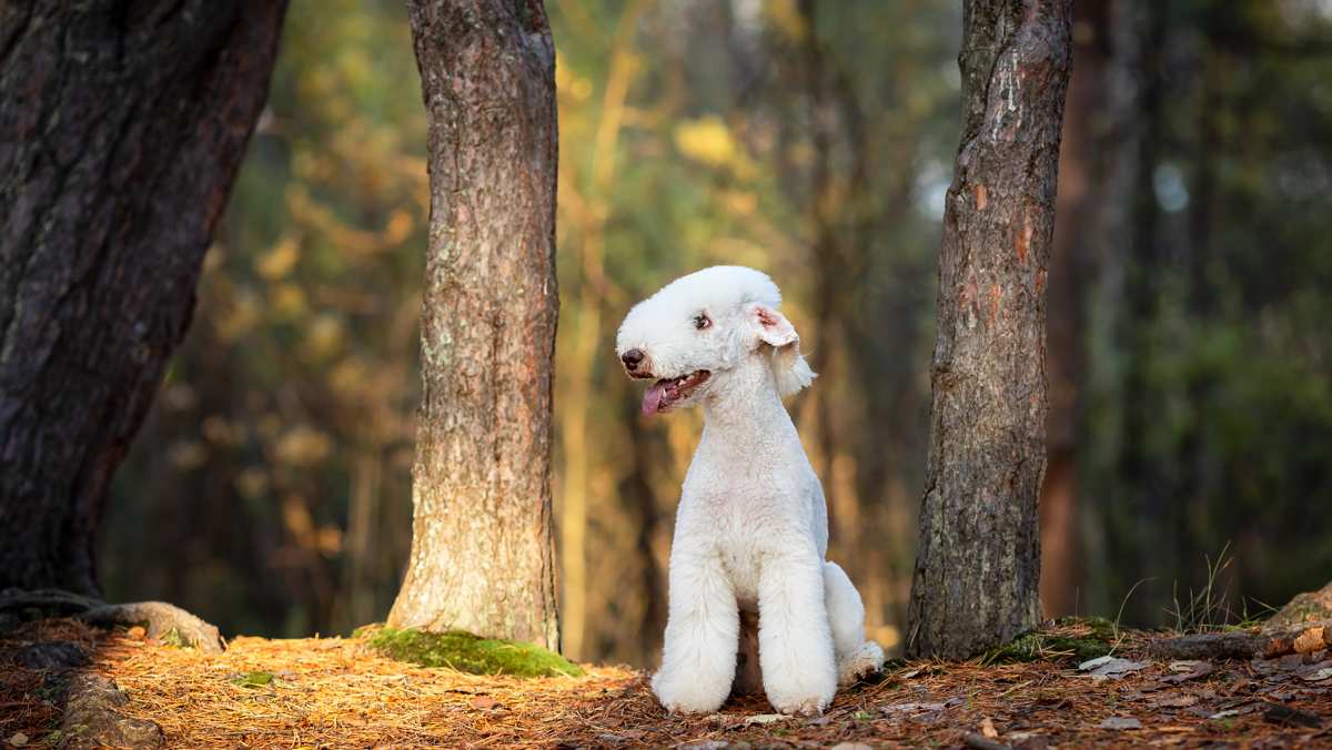 Sandy Colored Bedlington Terrier