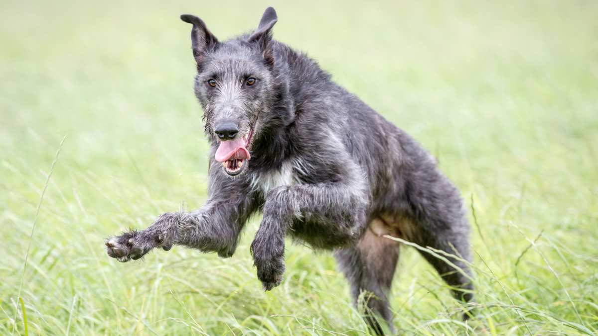 Gray Brindle Scottish Deerhound Running through Grass