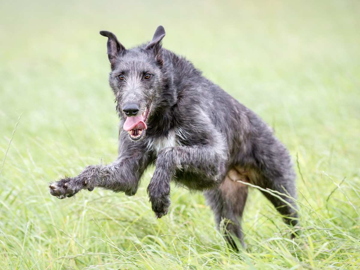 Highland deerhound hot sale