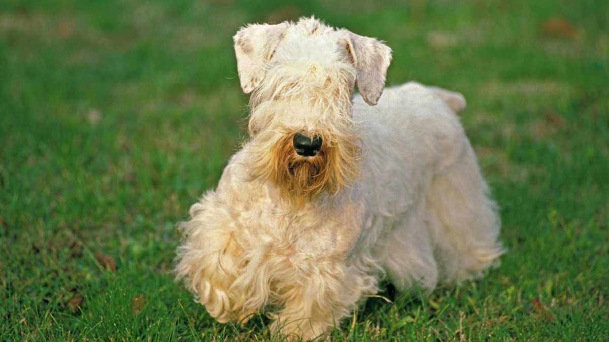 Sealyham Terrier