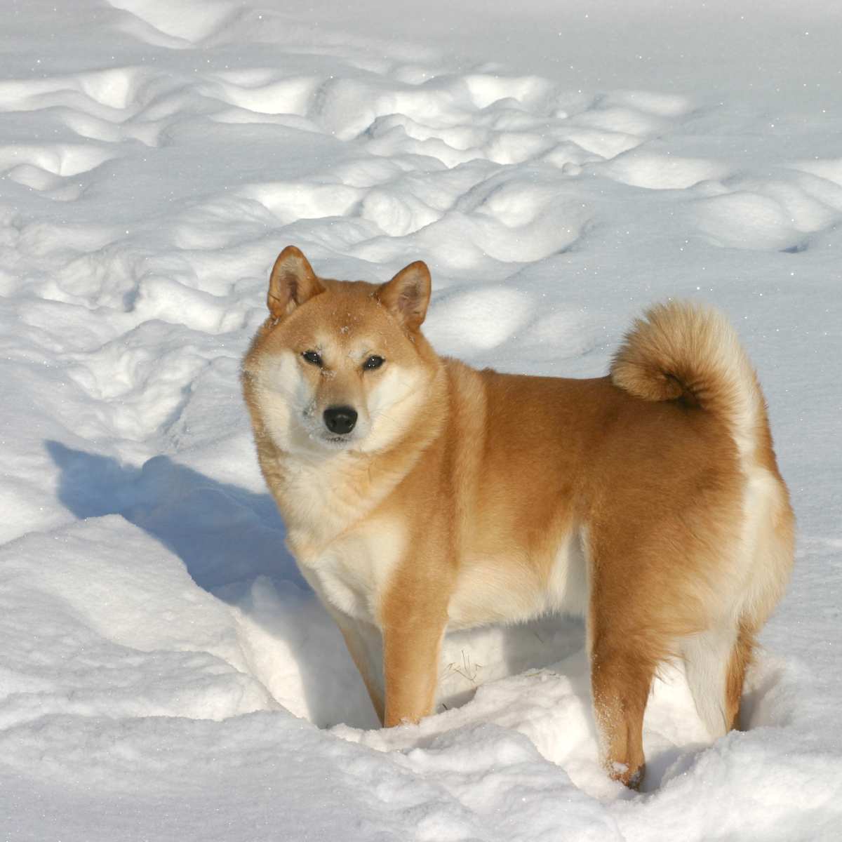 Shiba Inu Breed » Information, Pictures, & More