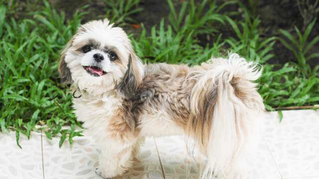 Shih Apso