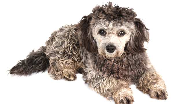 Shih-Poo