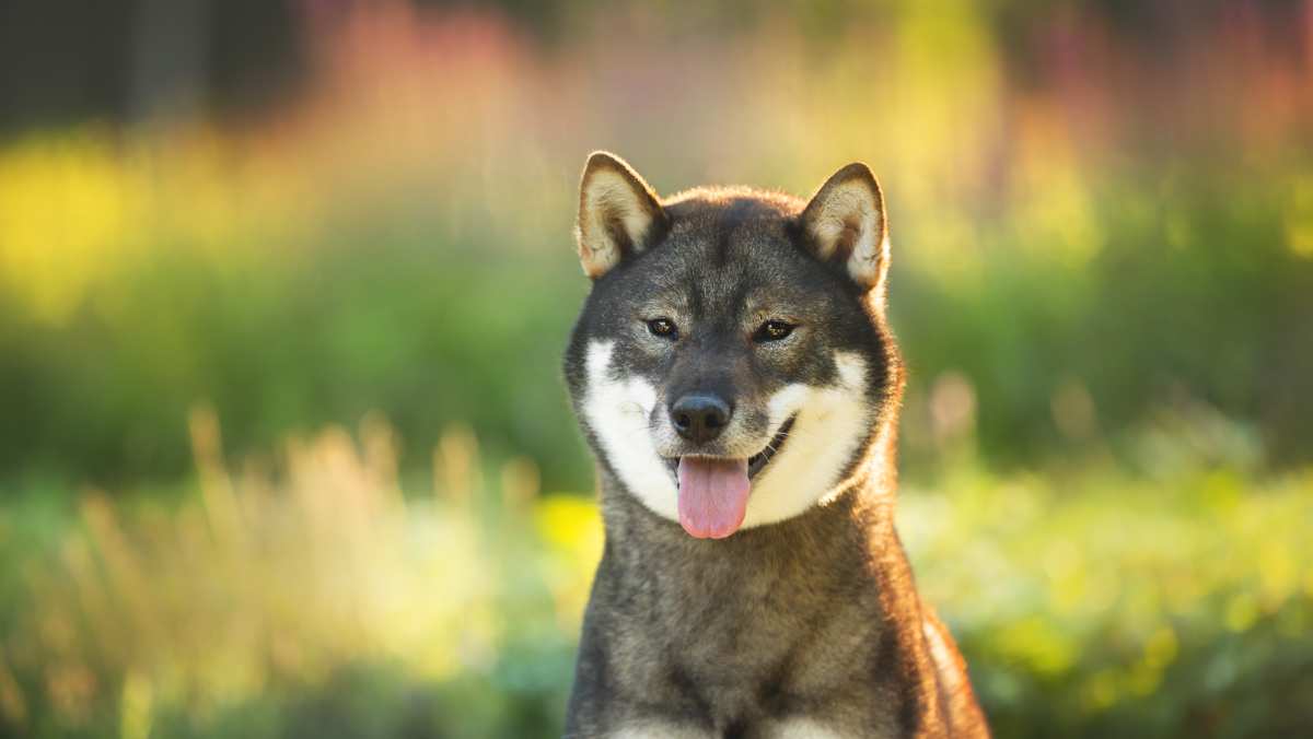 Shikoku Dog