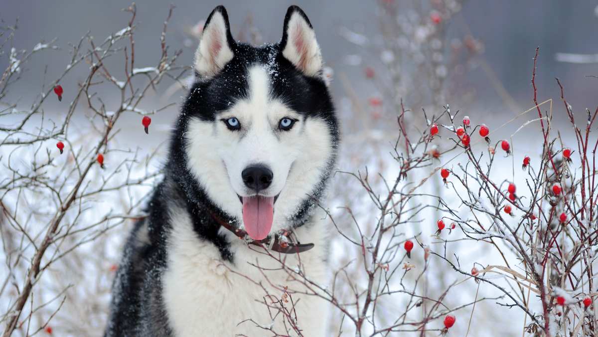 Siberian Husky in a Snowy Field