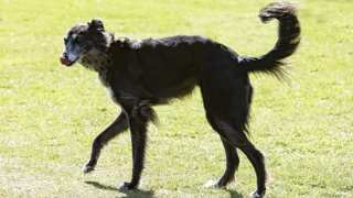 Silken Windhound Care