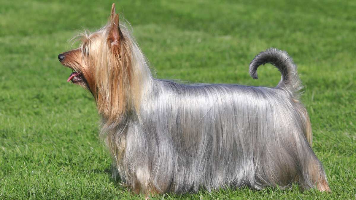 Platinum Silky Terrier