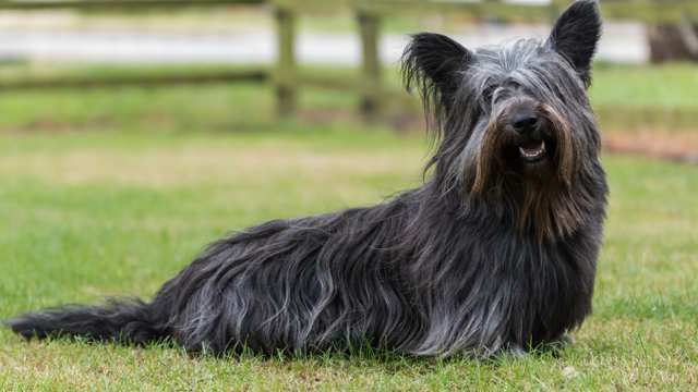 Skye Terrier