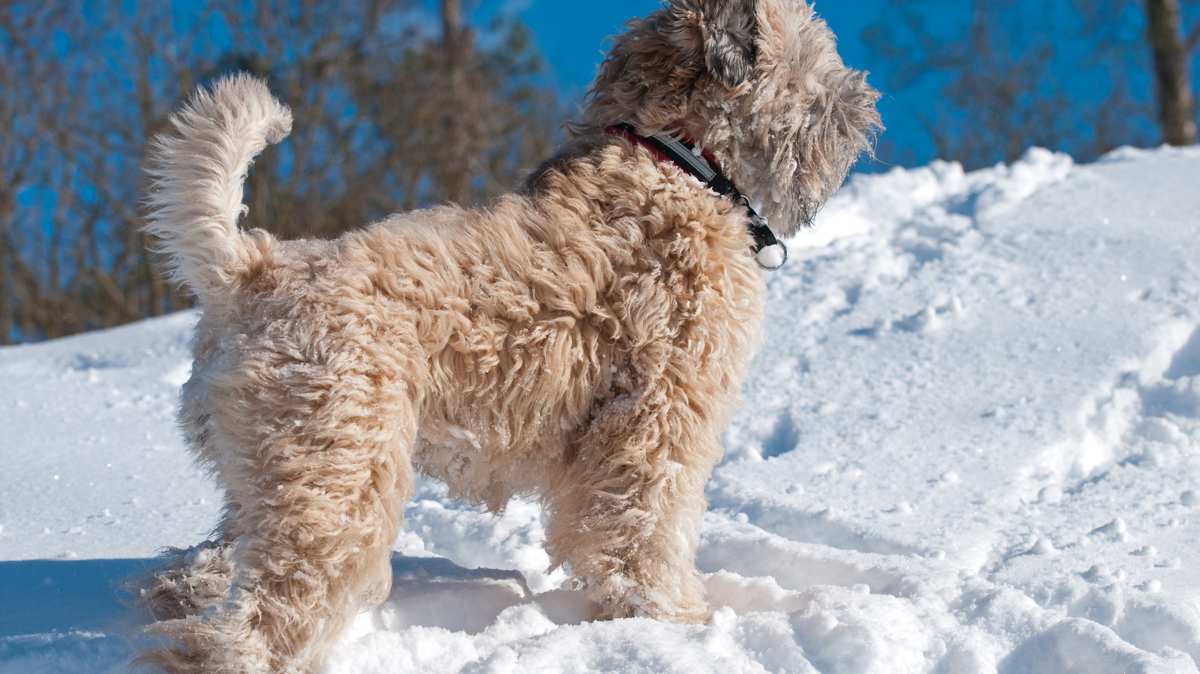 Soft Coated Wheaten Terrier in the Snow