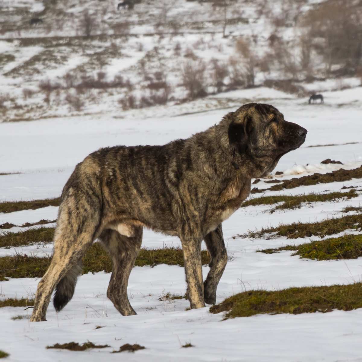Spanish Mastiff Dog Breed Everything About Spanish Mastiff