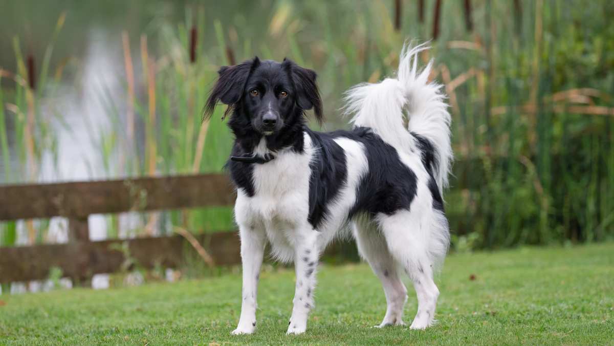Stabyhoun Dog