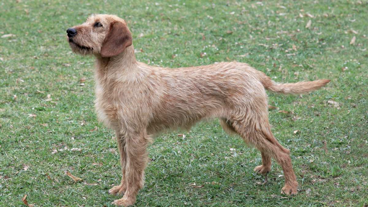 Styrian Coarse-Haired Hound
