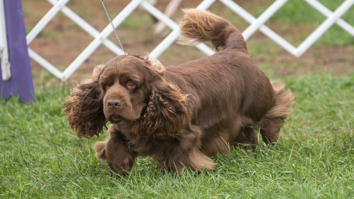 Sussex Spaniel