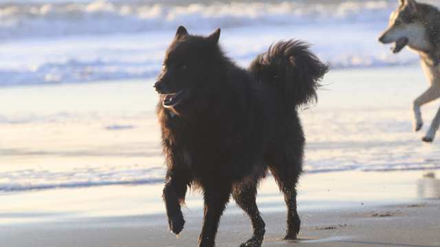 Swedish Lapphund