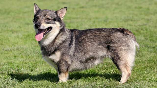 Swedish Vallhund