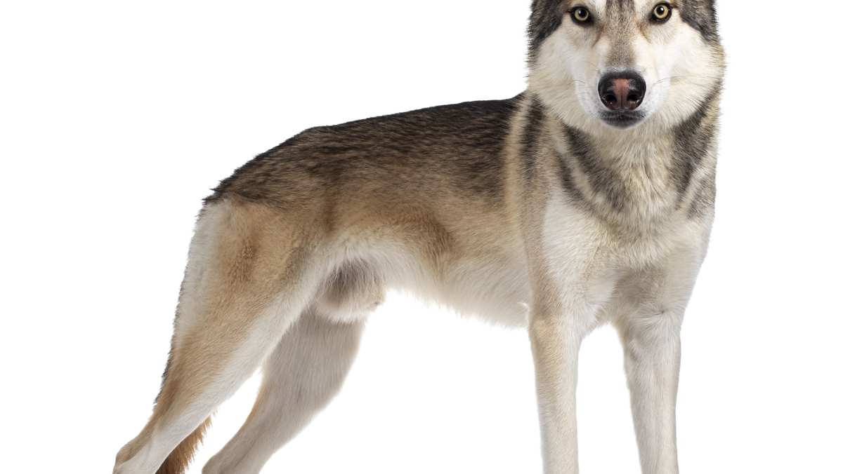 Tamaskan Dog