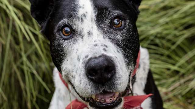 Teddy Roosevelt Terrier