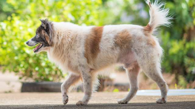 Thai Bangkaew Dog