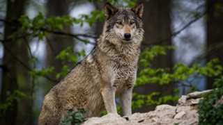 Timber Wolf Care
