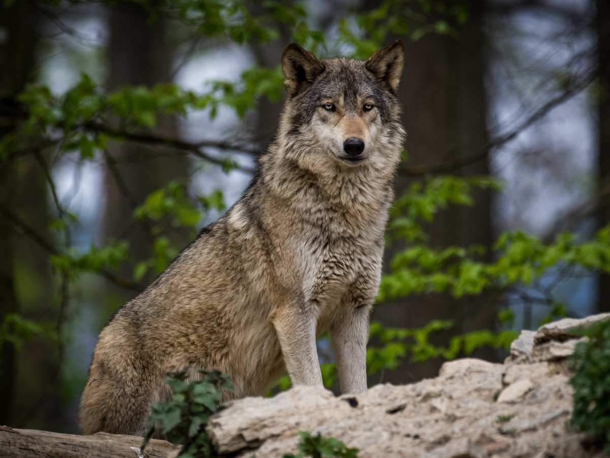 Timberwolf fashion dog breed