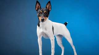 Where to Get Toy Fox Terriers