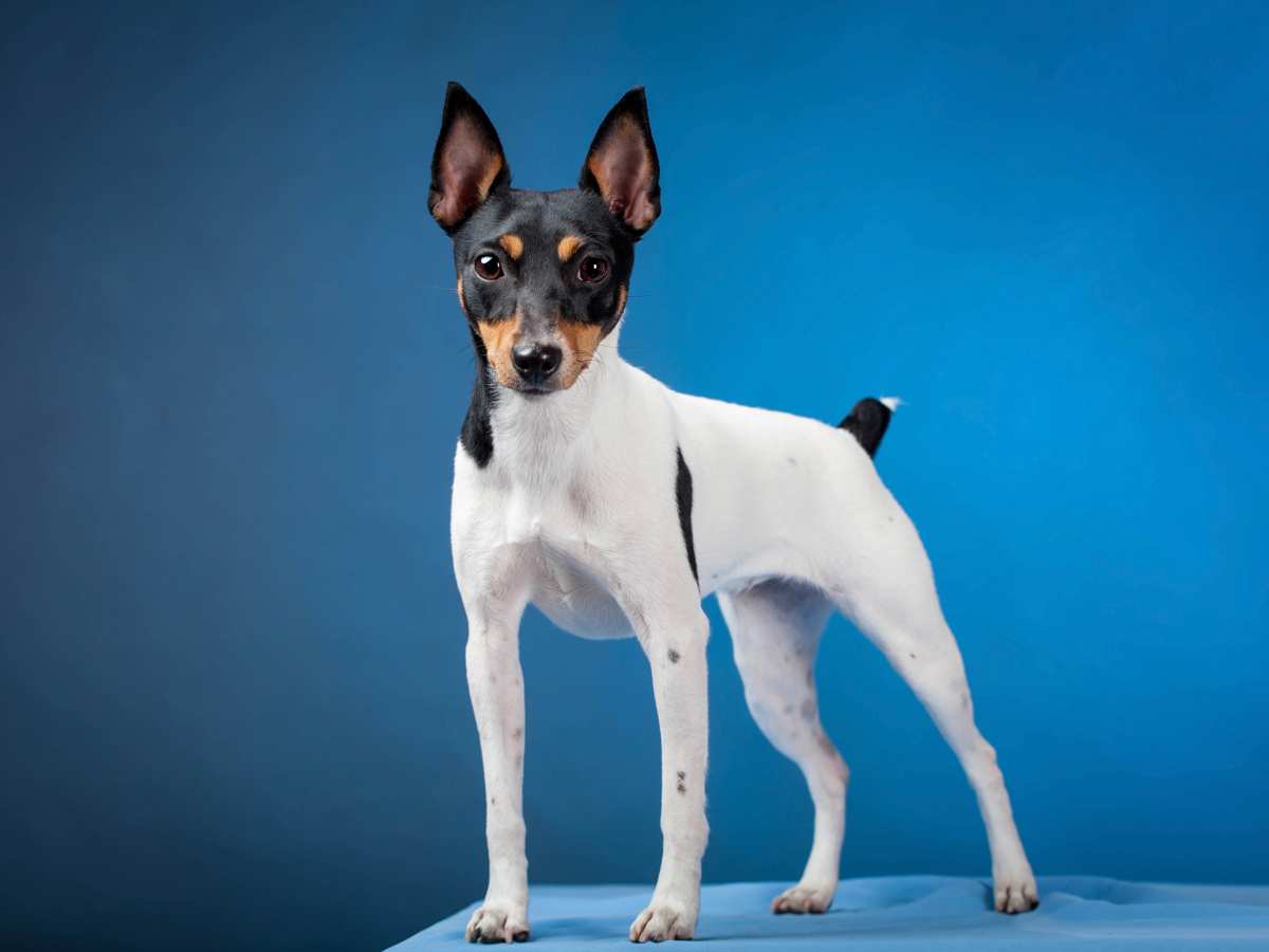 Foxhill toy fox terriers best sale