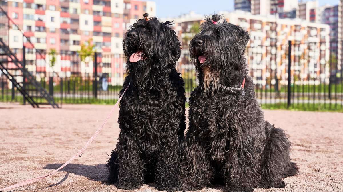 Two Black Russian Terriers Sitting Outside