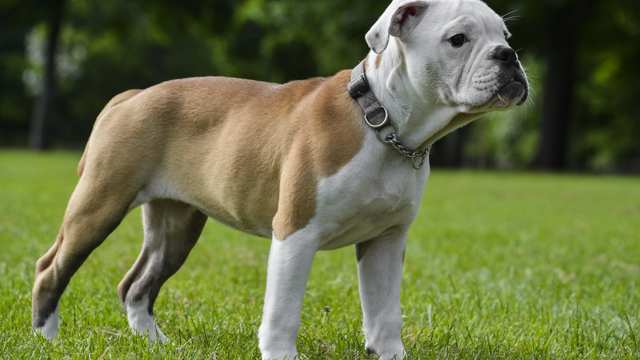 Victorian Bulldog