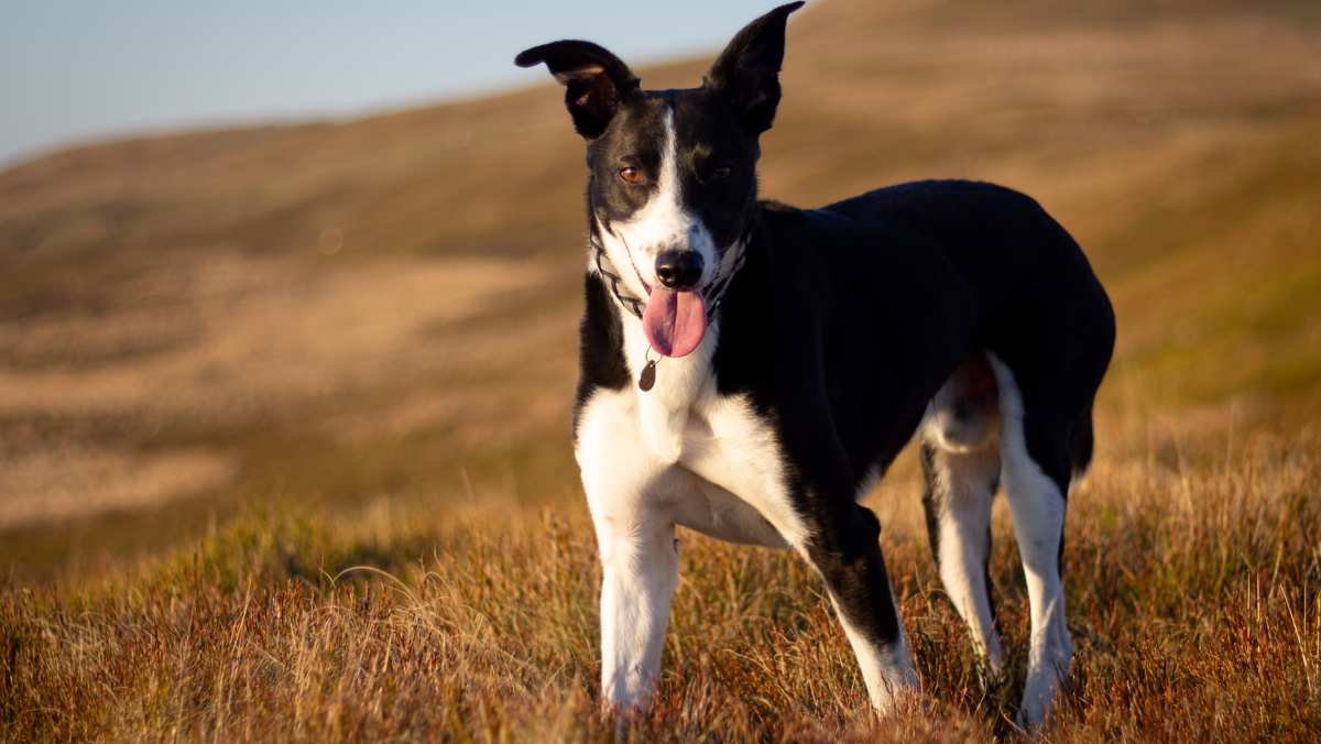 Welsh Sheepdog