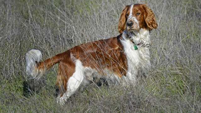 Welsh Springer Spaniel