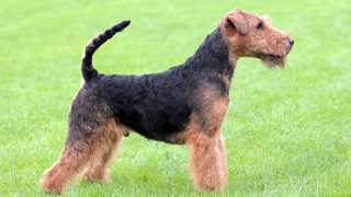 Welsh Terrier Grooming