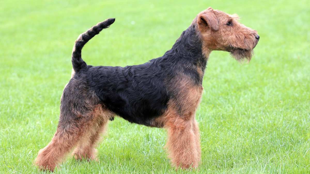 Black & Tan Welsh Terrier
