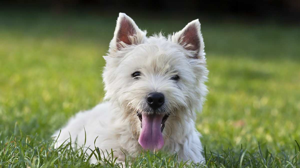 West Highland White Terrier Lying on Grass