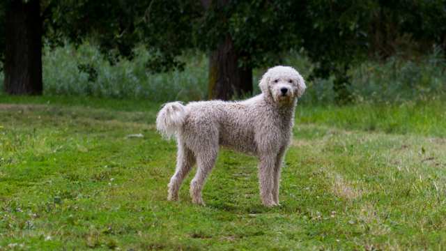 Australian Labradoodle