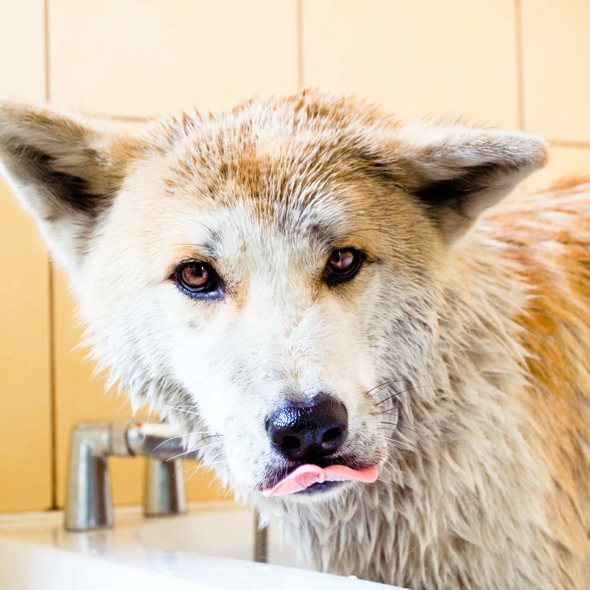 Akita clearance shedding tool