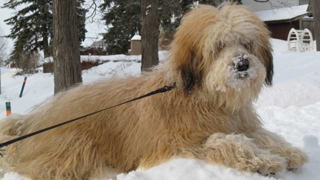 Whoodle