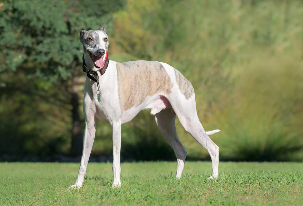 Whippet Dog Breed Everything About Whippet